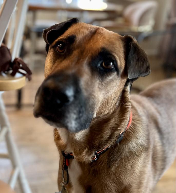 Rhodesian Ridgeback Boxer German Shepherd Mix